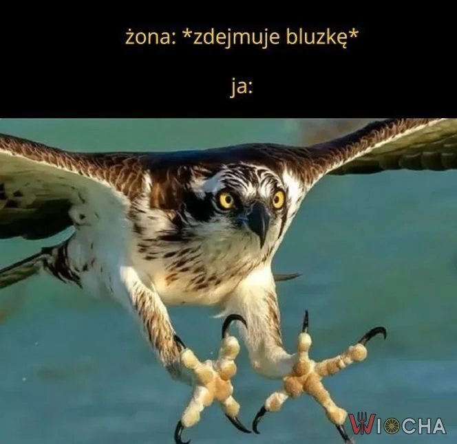 Każdy normalny chłop