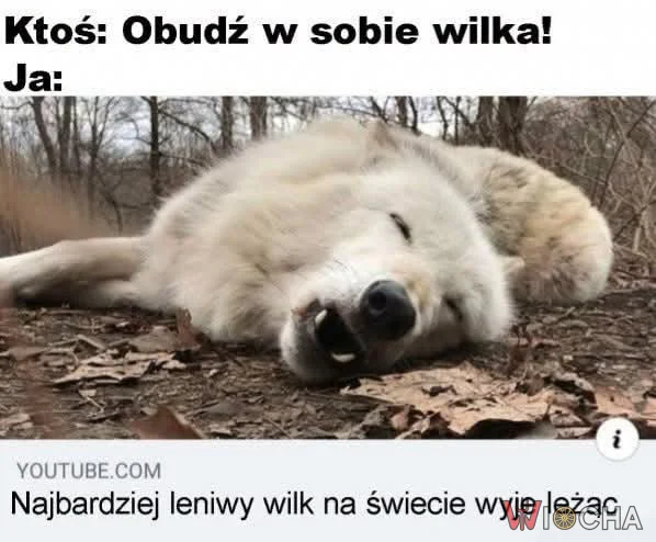 Dokładnie tak wygląda mój wilk