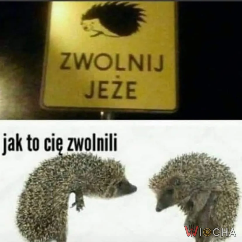 Ale jak to cię zwolnili?