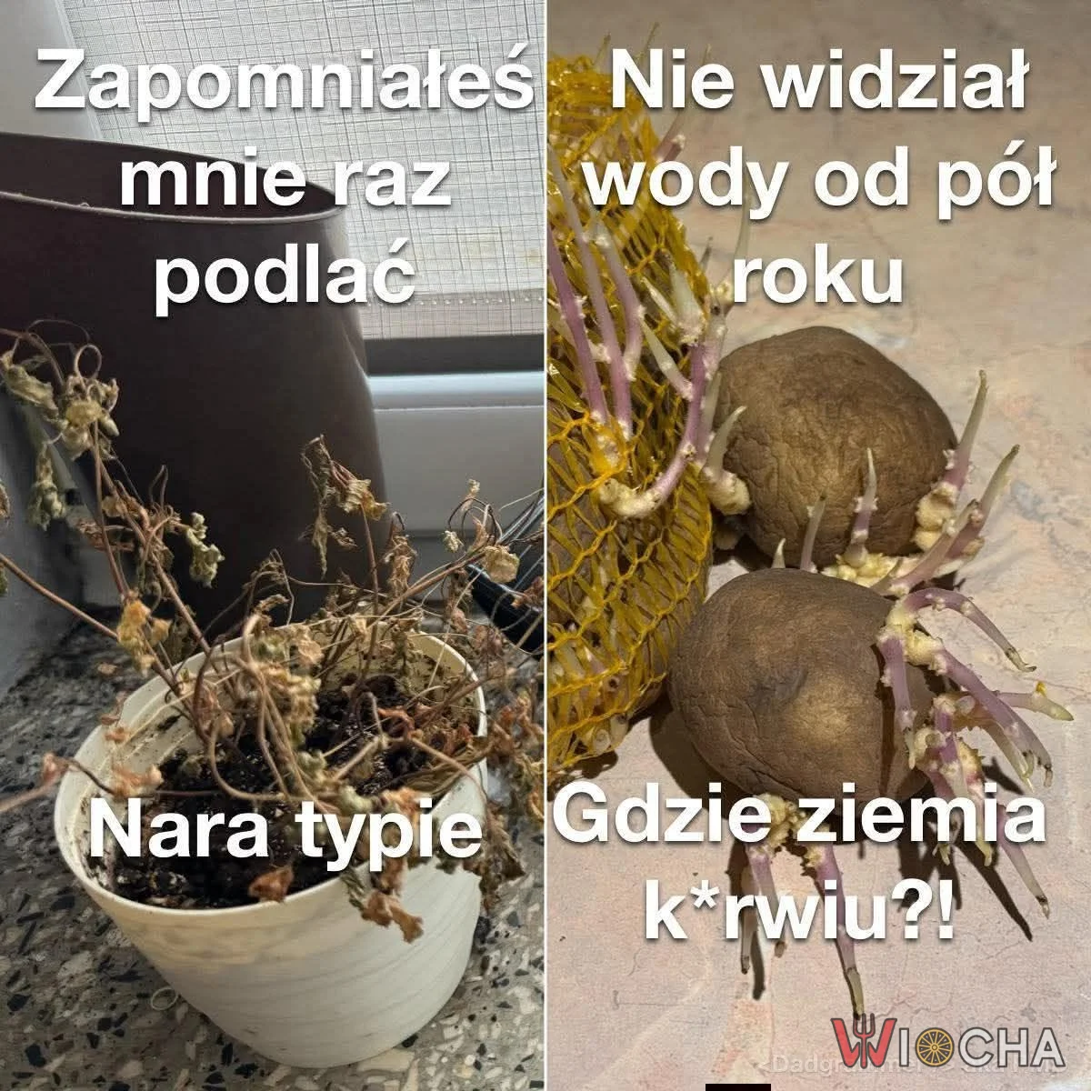 Ziemniaki są niezniszczalne