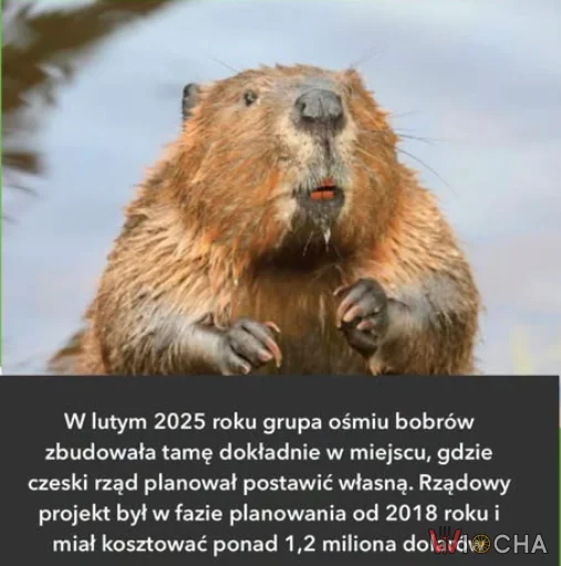 Bobry wzięły sprawy w swoje ręce