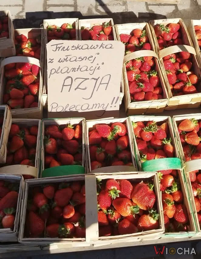 Truskawki z własnej plantacji w Azji