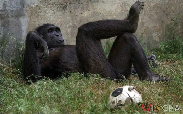 Mundial? Eee niee