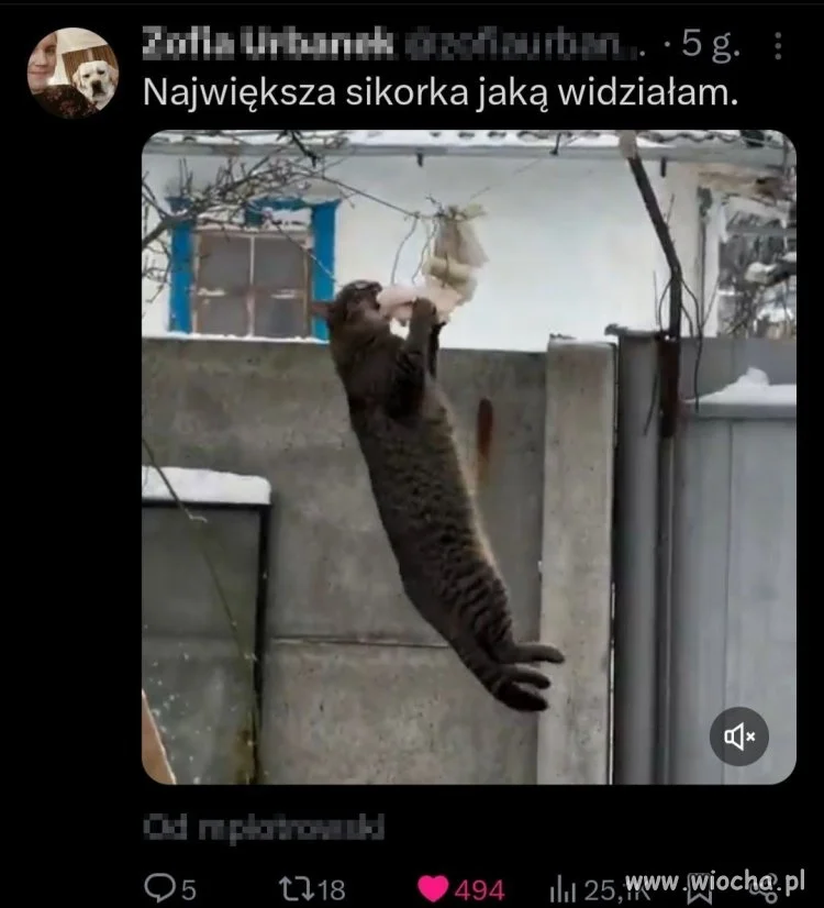Była już dzikorka