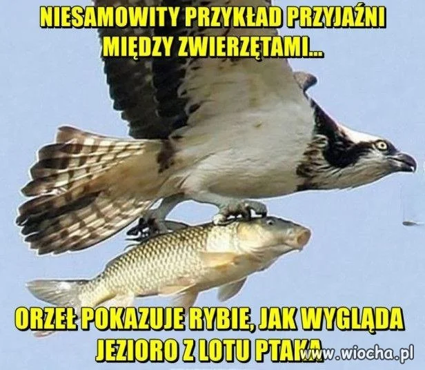 Przyjaźń między zwierzętami