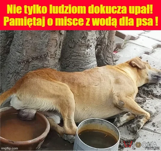 Upał ! Pamiętajcie o misce z wodą dla psów ,kotów i ptaków !