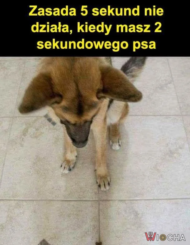 Pies z zegarkiem w łapce