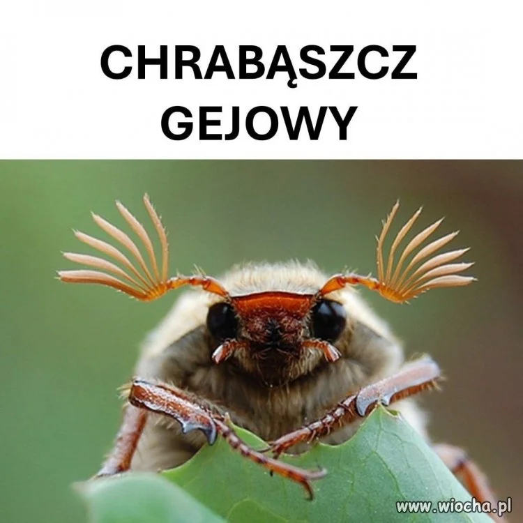 Czerwiec już się zbliża