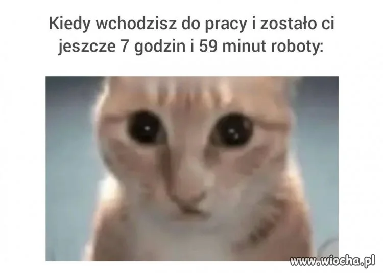 Wesołego poniedziałku