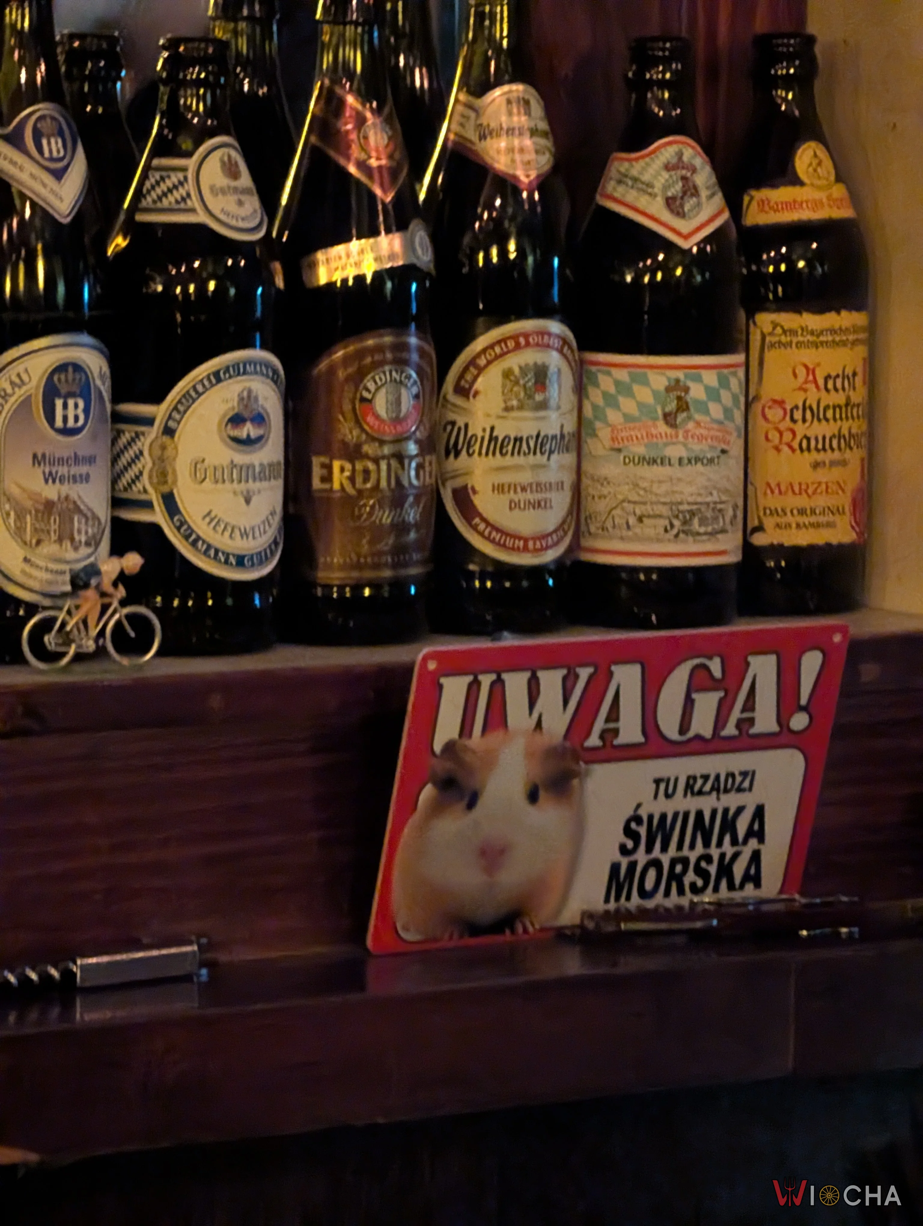 Świnka morska tu rządzi