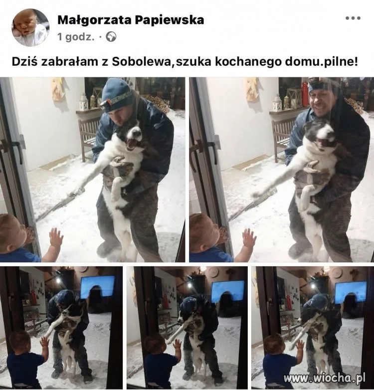 Ukradłam psa ze schroniska. Pilnie oddam