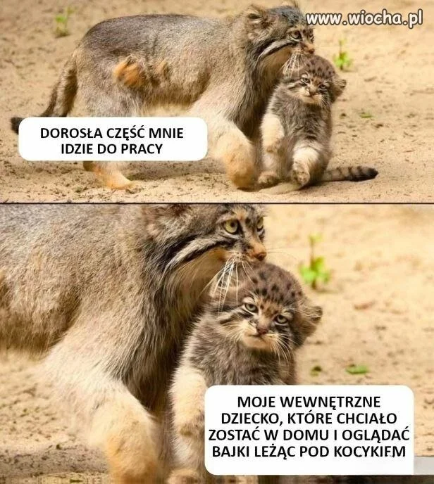 Chcę zostać w domu i cieszyć się z życia