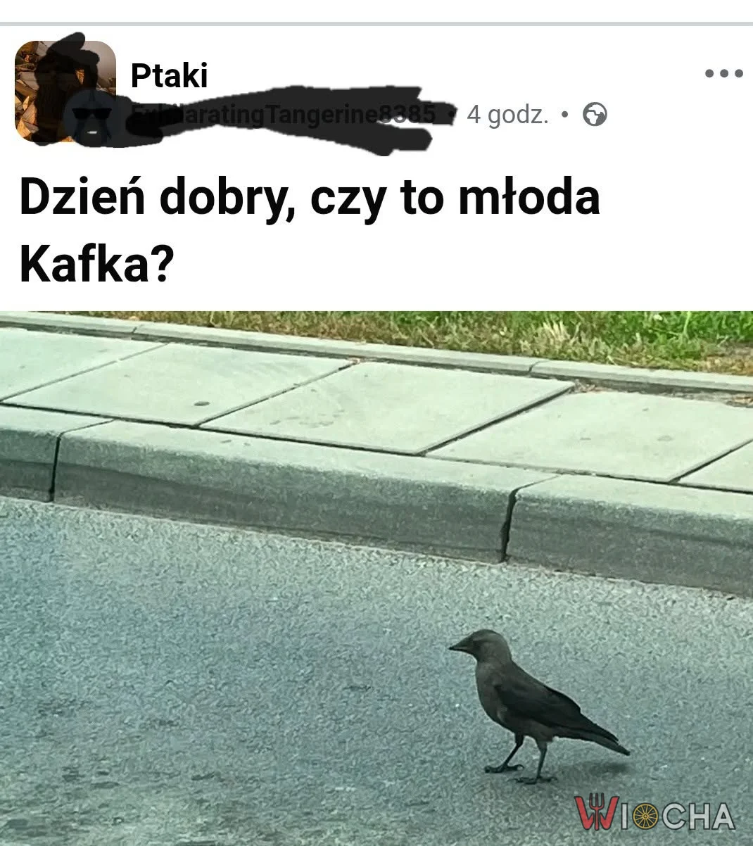 Młoda Kafka
