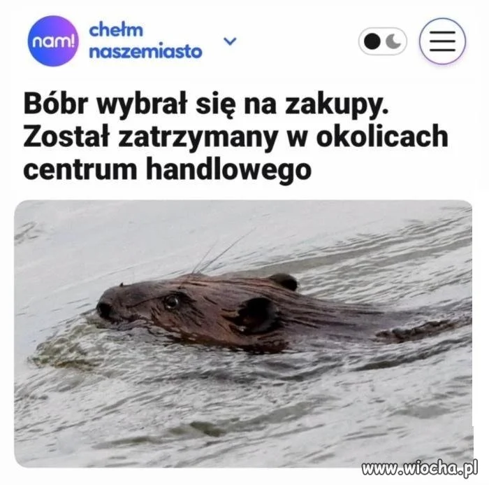 Bóbr wybrał się na zakupy