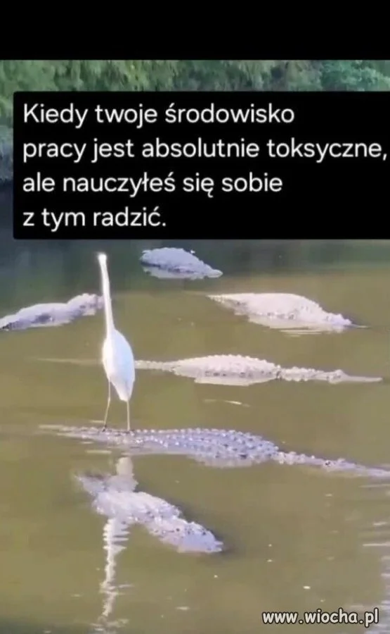 Kiedy twoje środowisko pracy jest absolutnie toksyczne