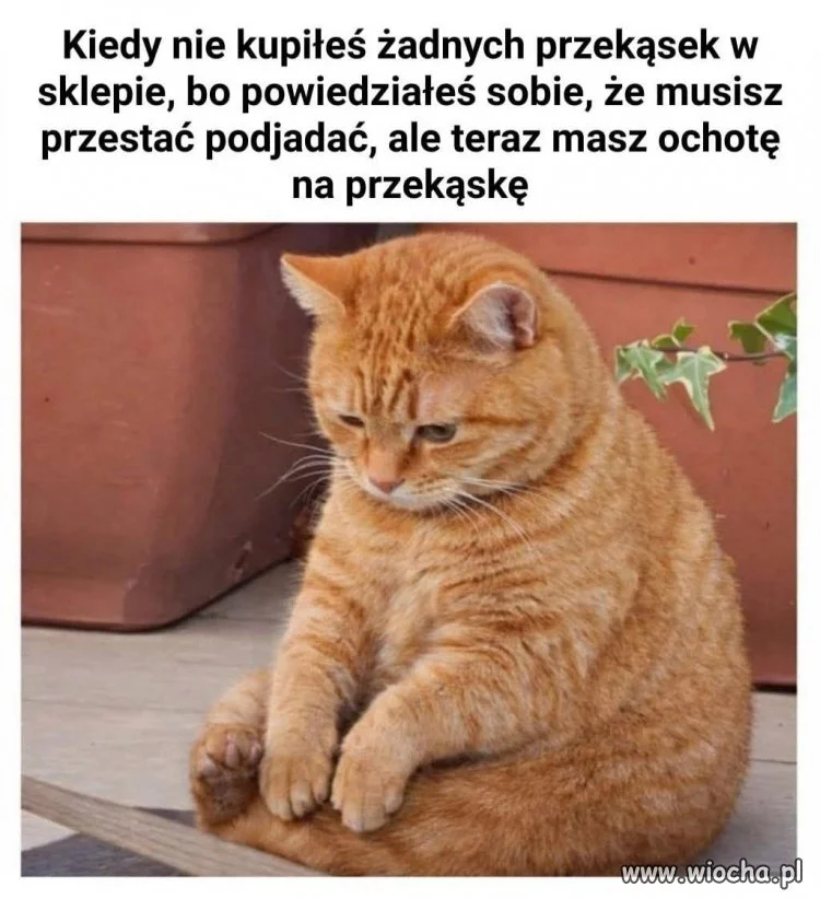 Najgorzej jak jesteś w fit erze na zakupach