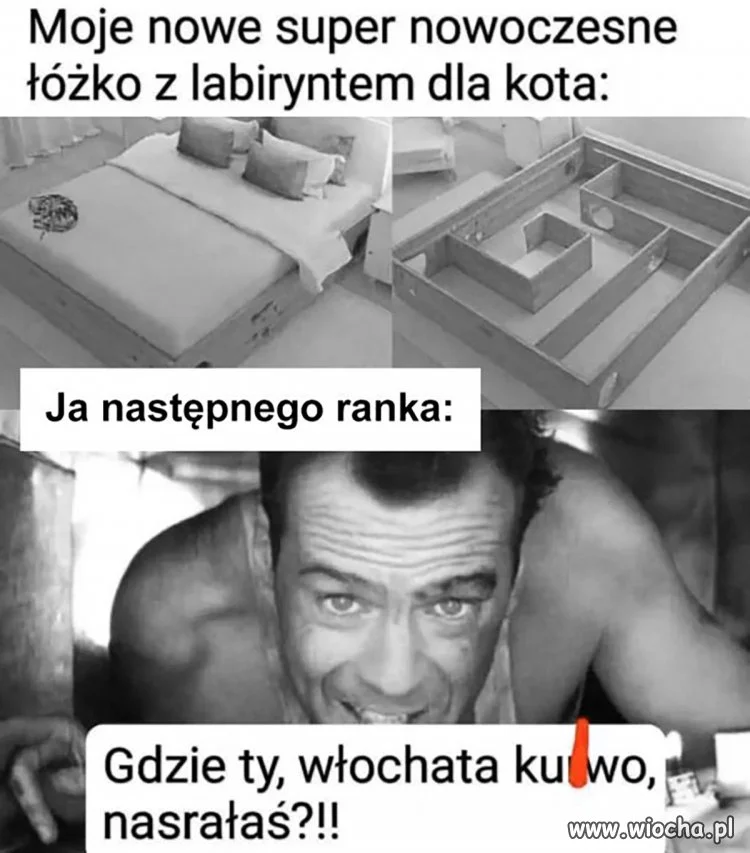 Bo koty takie właśnie są 