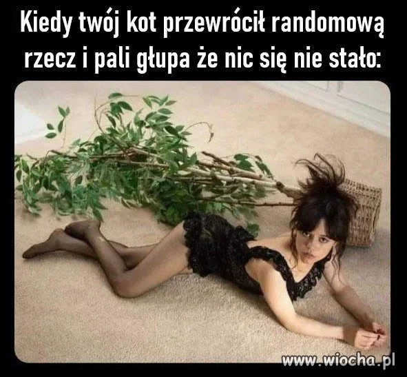 Kot gra wtedy rolę życia
