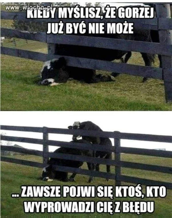 Wszystko ma swoją granicę, nawet krowy
