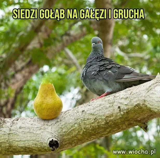 A gdzie jest Wiśniowy?