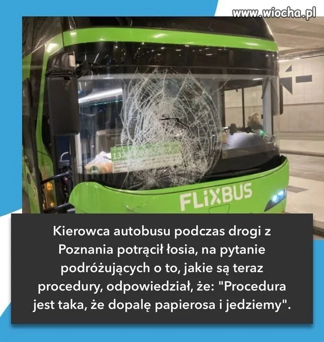 Zatrzymany przez łosia: przewóz niecodzienny!