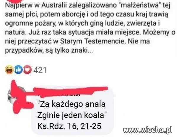 Biedne koale