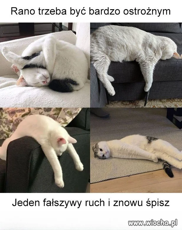 Jestem dzisiaj mocną 2