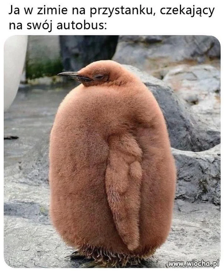 Pov: ja dzisiaj rano