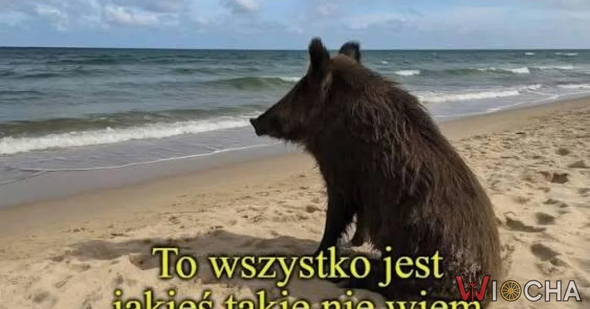 Wszystko jest takie jakieś nie wiem