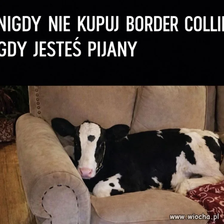 Niespodzianka na kanapie!