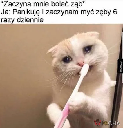 Śmieszny kot