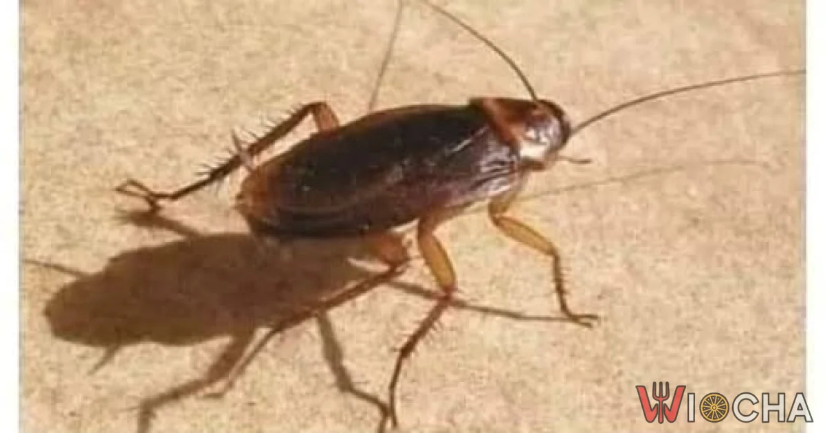 Czwarta władza