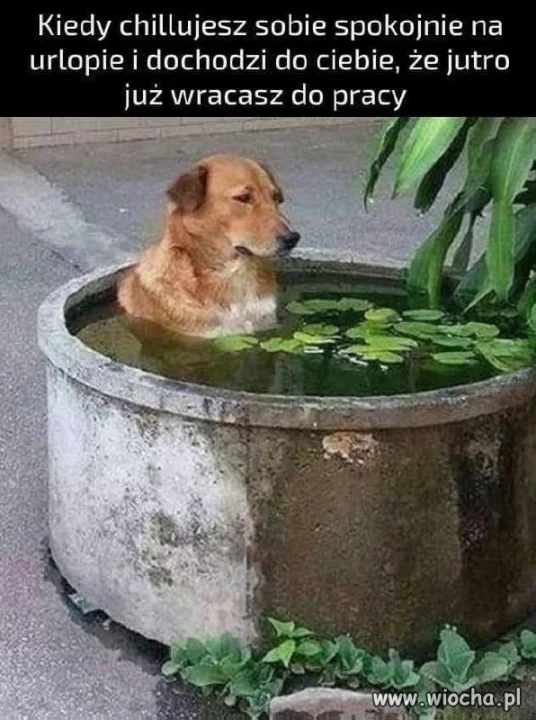 Chill z domieszką paniki