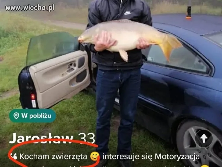 Kocha zwierzęta