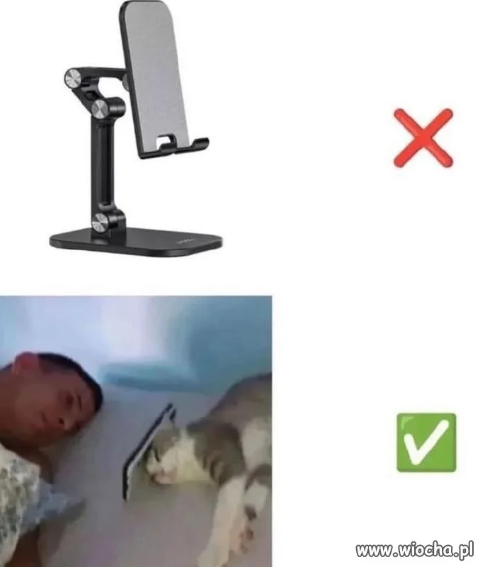 Kot funkcjonalny