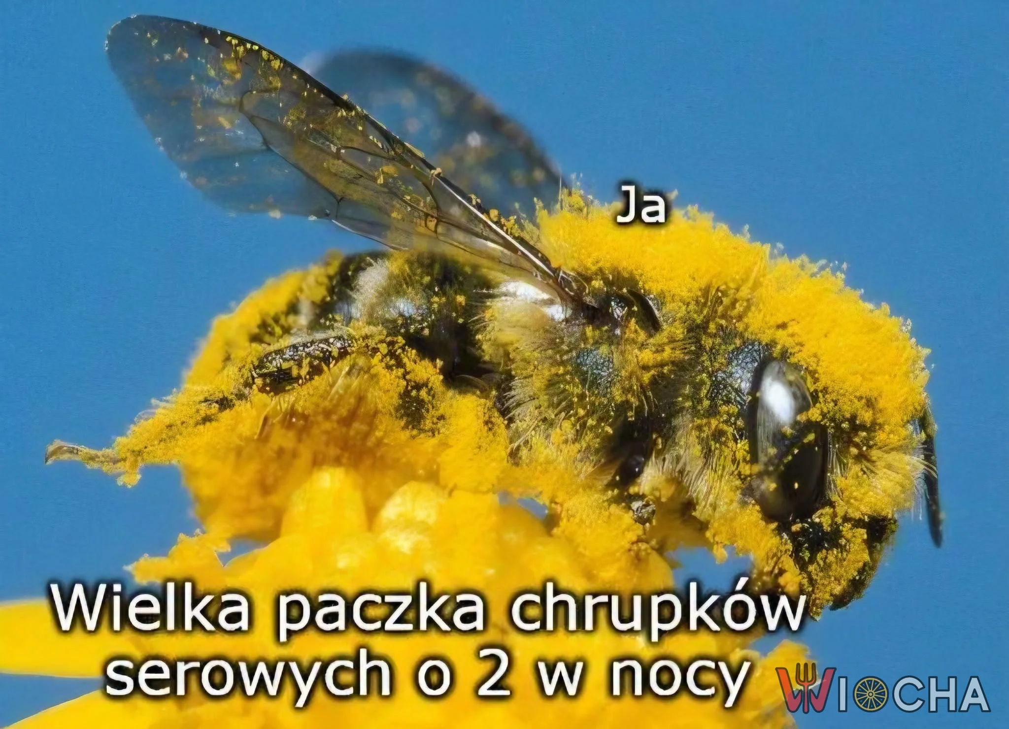 Chrupkowe szaleństwo