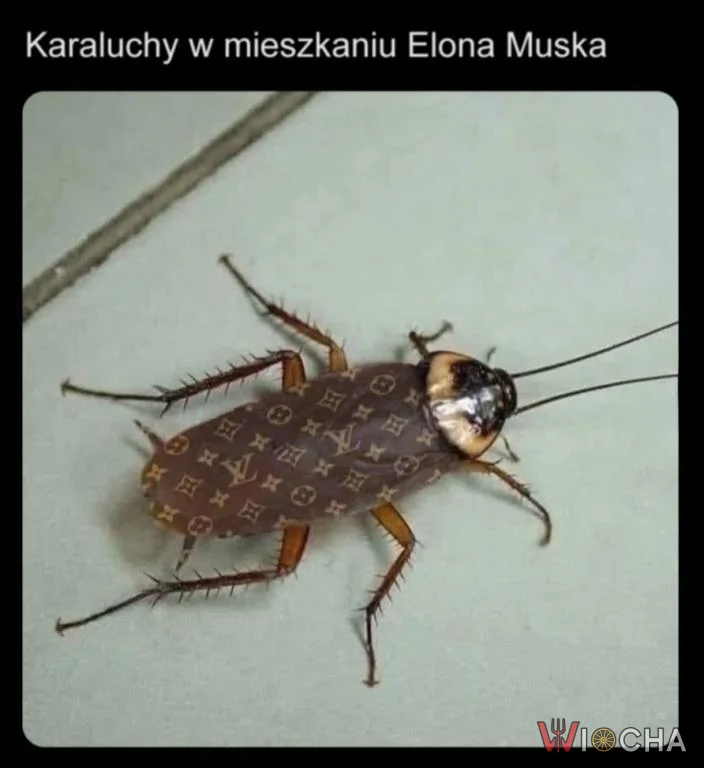 Fancy karaluchy