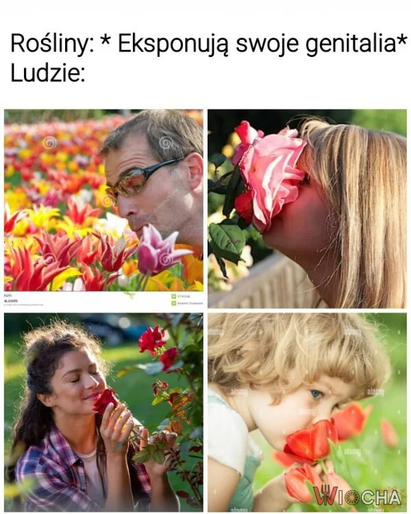 Jakie piękne kwiatki