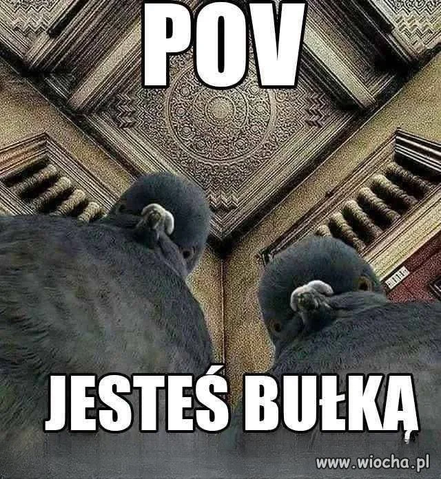 Małe przypomnienie, że ptaki nie mogą jeść pieczywa