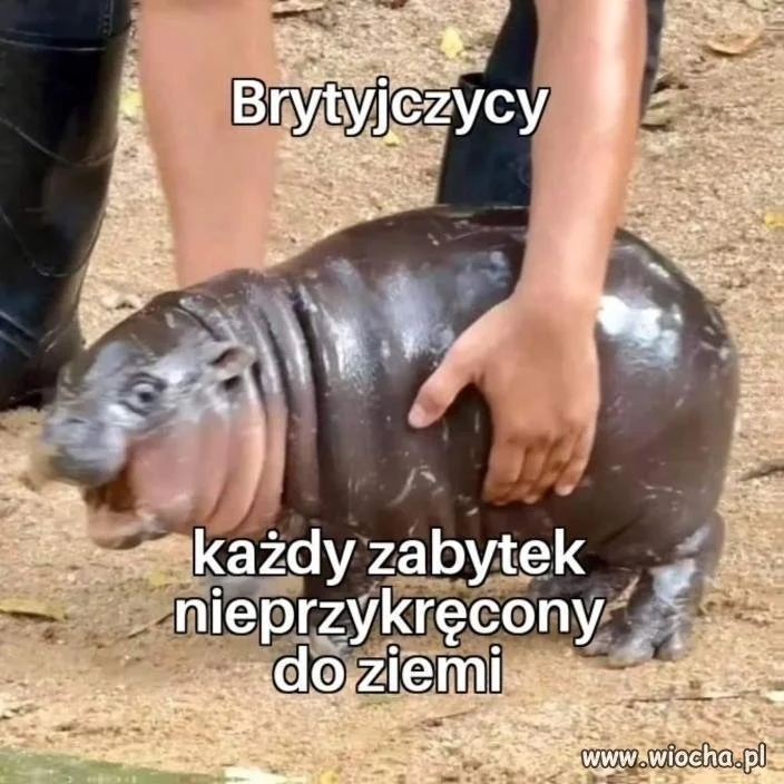 Brytyjczycy like: