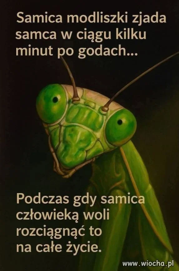 A wy to jakbyście woleli?