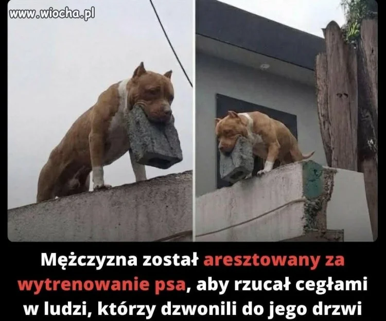 Całkiem ciekawa tresura