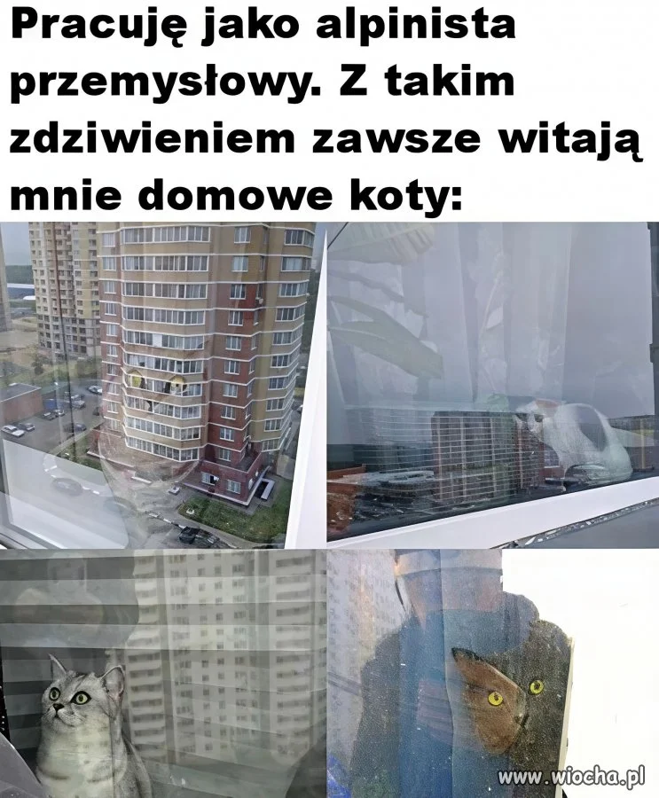 Koty w szoku