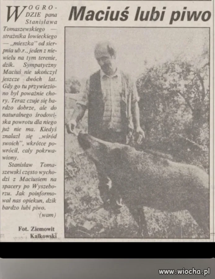 Maciuś lubi piwo