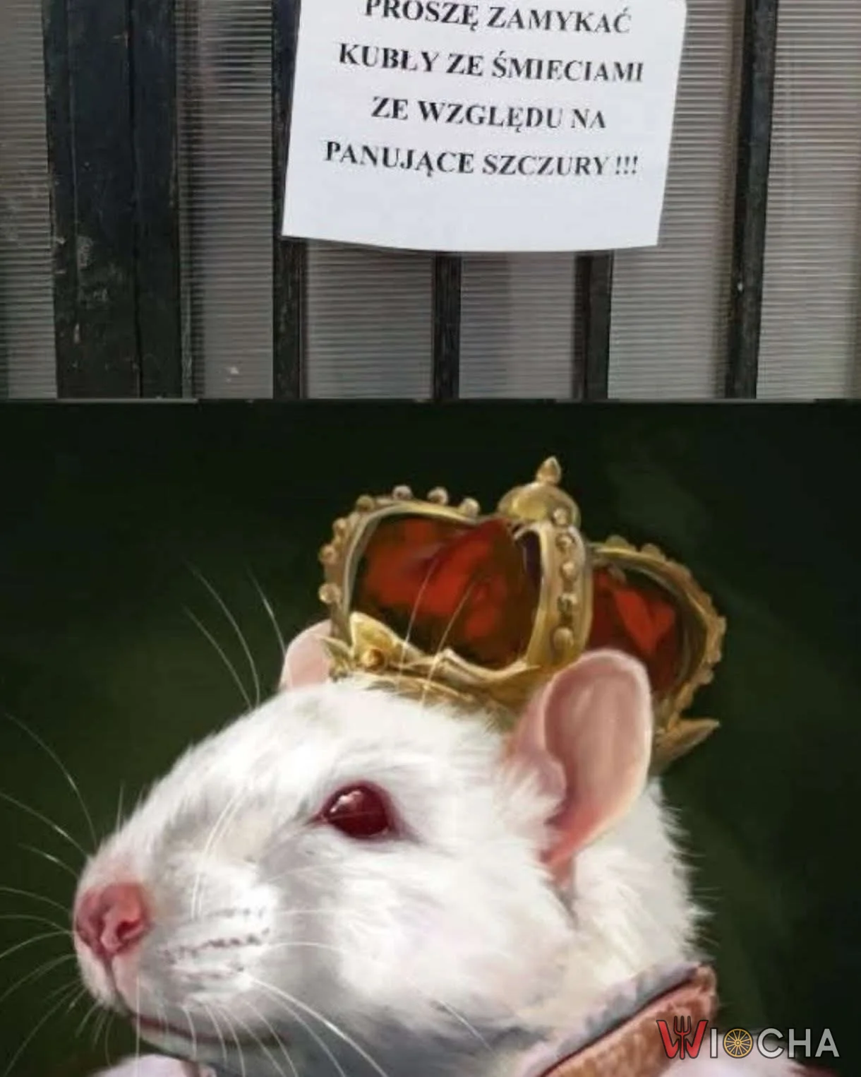 Uwaga na panujące szczury