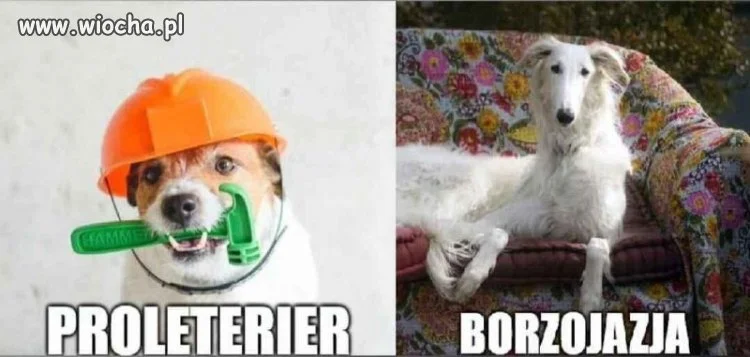 Pieski z klasą