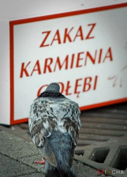 Ale, że co?