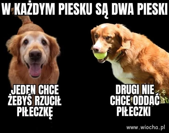 Którym pieskiem jesteś dzisiaj?