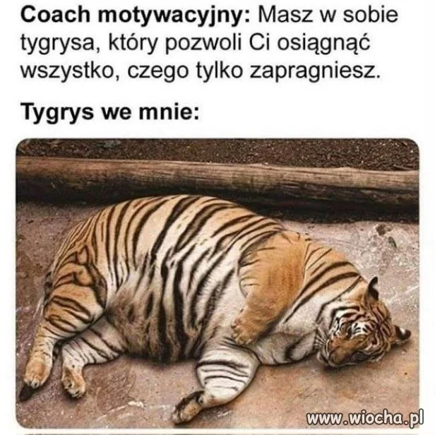Tygrys we mnie nie ma siły