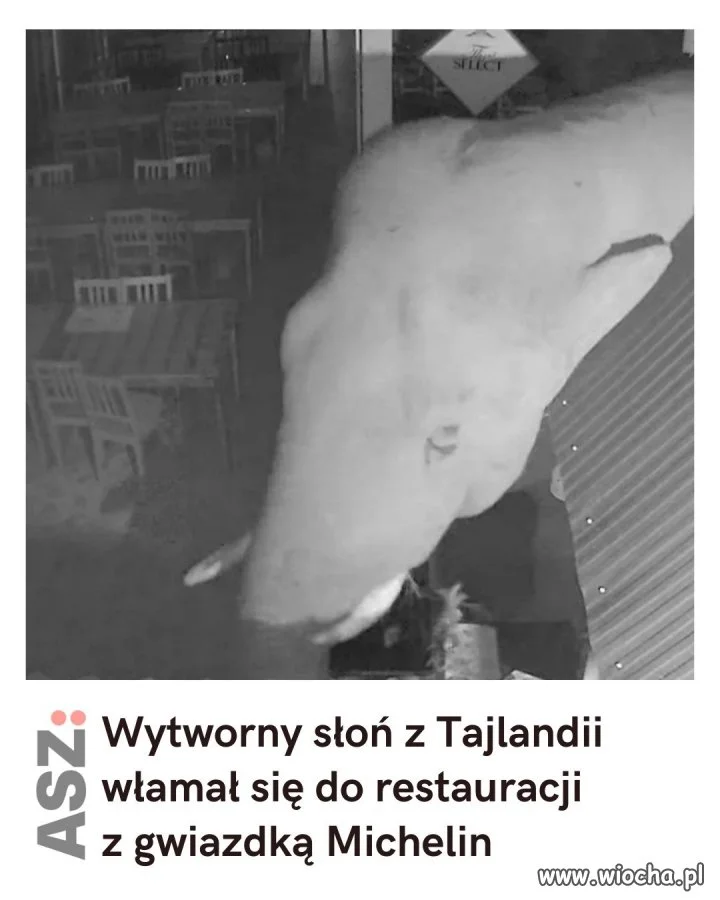 Ma chłopak gust